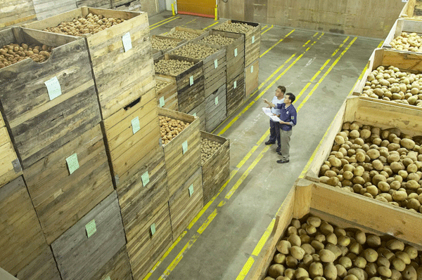 농심 아산공장 직원들이 감자저장고에서 국산 수미감자 물량을 점검하고 있다. <사진=농심 제공></div> 
