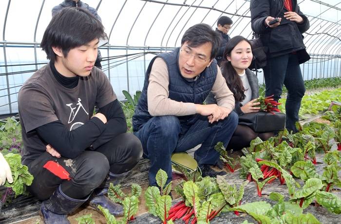 안희정 충남지사가 16일 오후 홍성군 장곡면 청년 협업농장 비닐하우스에서 청년 농민들과 쌈 채소를 따며 대화하고 있다.(사진=연합뉴스) 