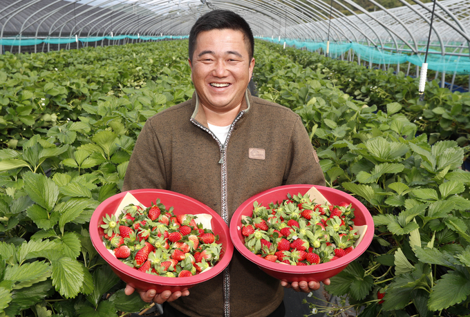 산청군 신등면 단계리 권영민 씨가 딸기하우스에서 올해 첫 수확한 딸기를 들어 보이고 있다.<사진=산청군 제공>