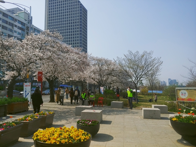 1일 오후 2시 LG트윈타워 앞 한강변 벚꽃길. 꽃들이 만발해도 행락객들이 전과달리 드물었다. <사진=안희민 기자>