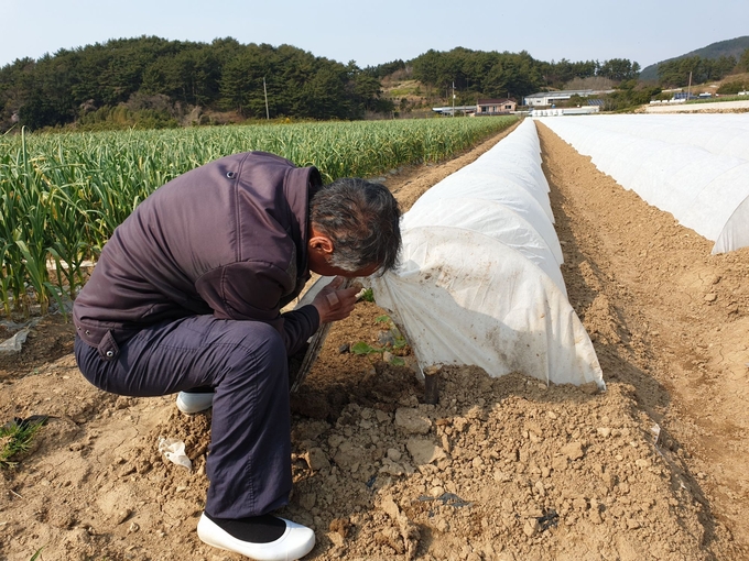 남해군 미니단호박 재배 농민이 자신의 밭에서 단호박 성장상황을 살펴보고 있다<제공=남해군>