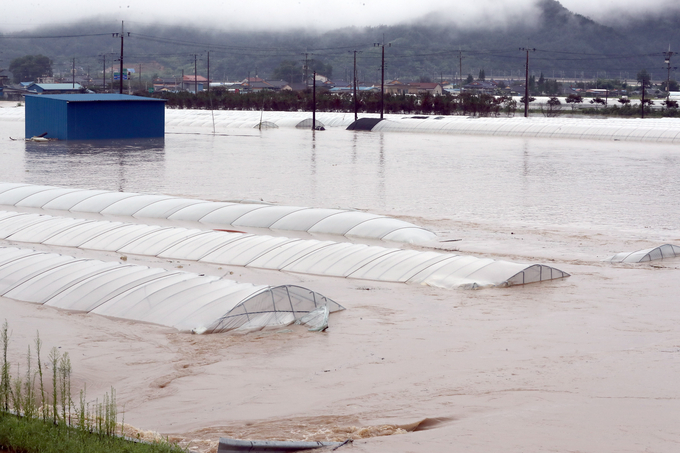 8일 오후 폭우로 전북 남원시 금지면 금곡교 인근 섬진강 제방 일부가 무너져 인근 비닐하우스가 물에 잠긴 모습 <사진=연합뉴스>
