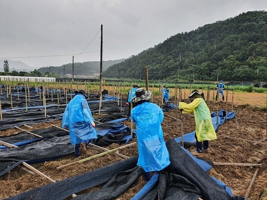 14일 한국수자원공사 임직원 봉사단인 ‘물사랑나눔단’이 호우 피해를 입은 농가의 복구를 돕고 있다. <사진=한국수자원공사 제공>