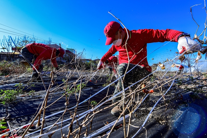 해병대1사단 장병들이 포항시 장기면 소재의 고추밭에서 수확 작업을 돕고 있다.