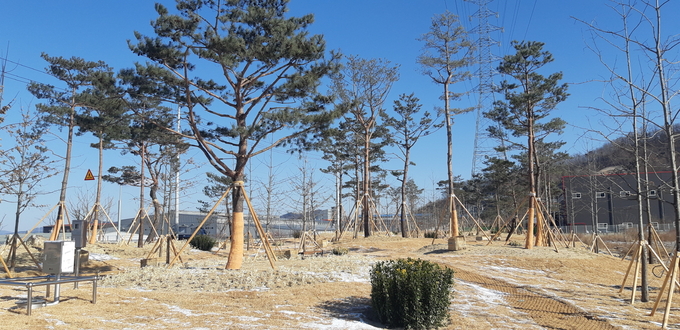 김천시는 일반산업단지 완충녹지 구역에 미세먼지 차단숲을 조성 완료했다.  <사진 제공=김천시>