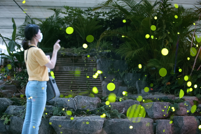 고성군 농업기술센터 내 공기정화식물원에서 주민들이 반딧불이를 보고 있다<제공=고성군>