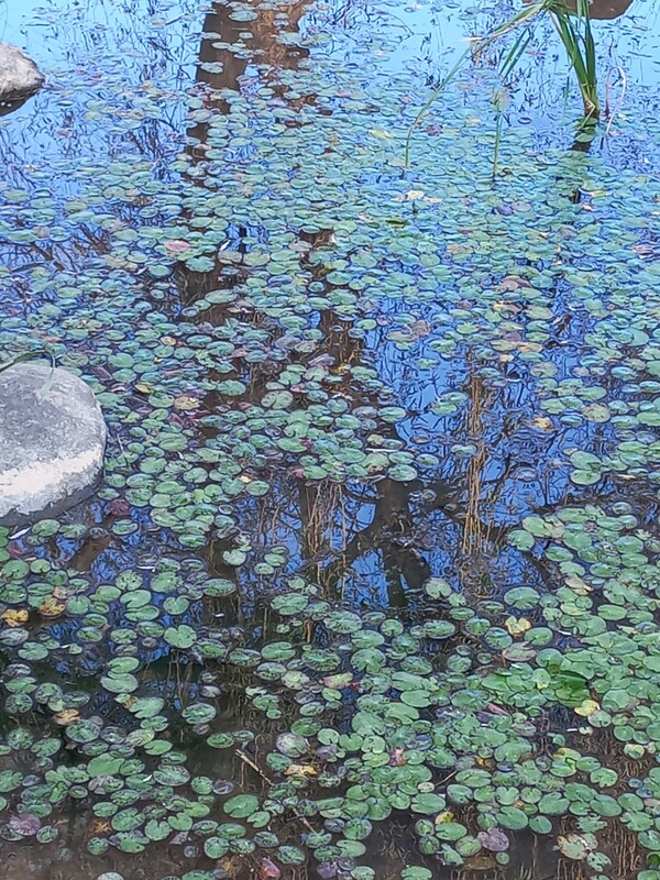 세자트라 숲속 작은 연못/ 사진=정하룡