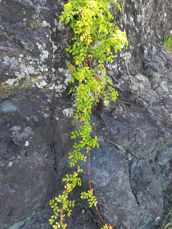 5월의 암벽을 타고 흐르다 @정하룡 칼럼니스트