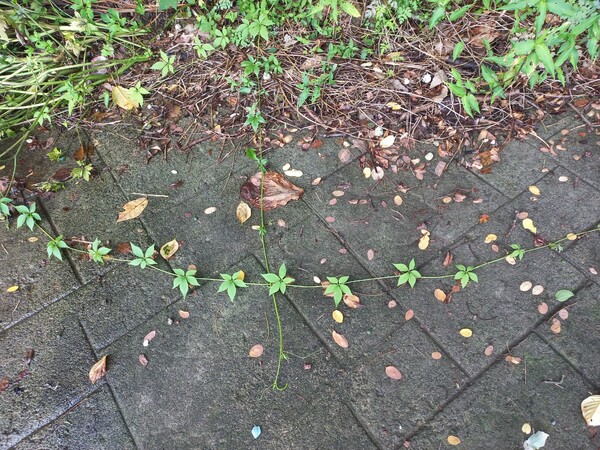 "도시문명에 보내는 풀의 메시지는?" 정하룡 作