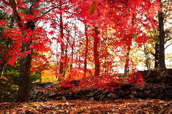 '해마다 돌아오는 계절은 변함이 없는데...'[사진=와룡도사가 페친의 성함을 기억하지 못한다]