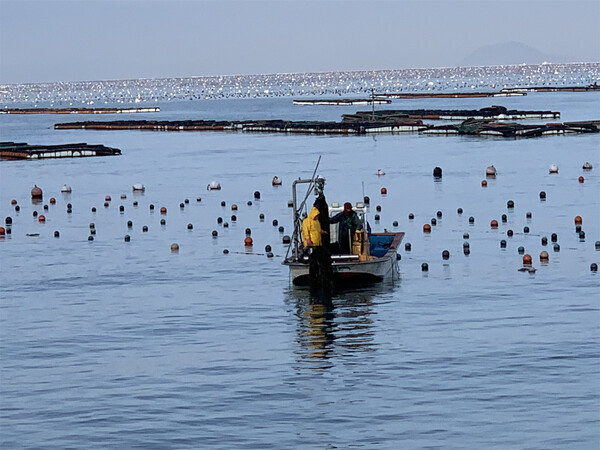 완도군 조약도 미역양식장
