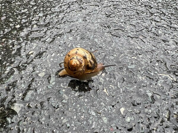  '달팽이 뛴다'@정하룡 作