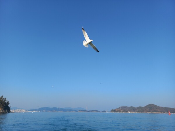 날개를 펴면 보인다 ,닻인지 덫인지...@정하룡 作