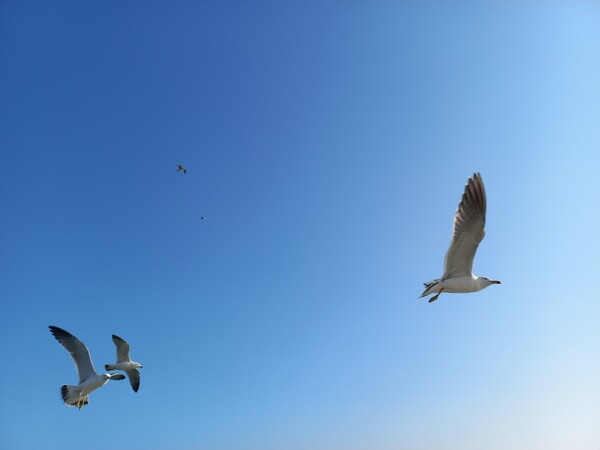 위대한 여정@정하룡 作