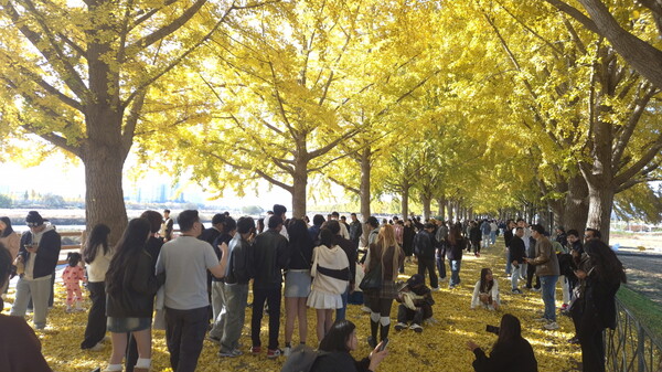 아산 곡교천 은행나무길 '황금빛 가을 정취 절정'/사진=아산시 제공