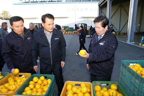 ▲ 고흥군 유자 (사진=고흥군 제공)