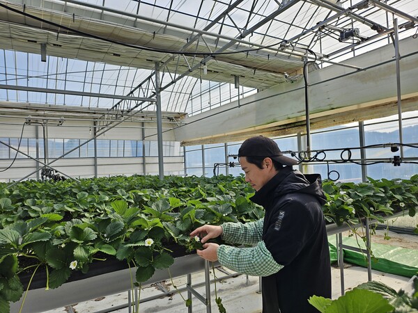 강진군경영실습임대농장에서 딸기 잎제거 작업중인 모습(사진제공=강진군)