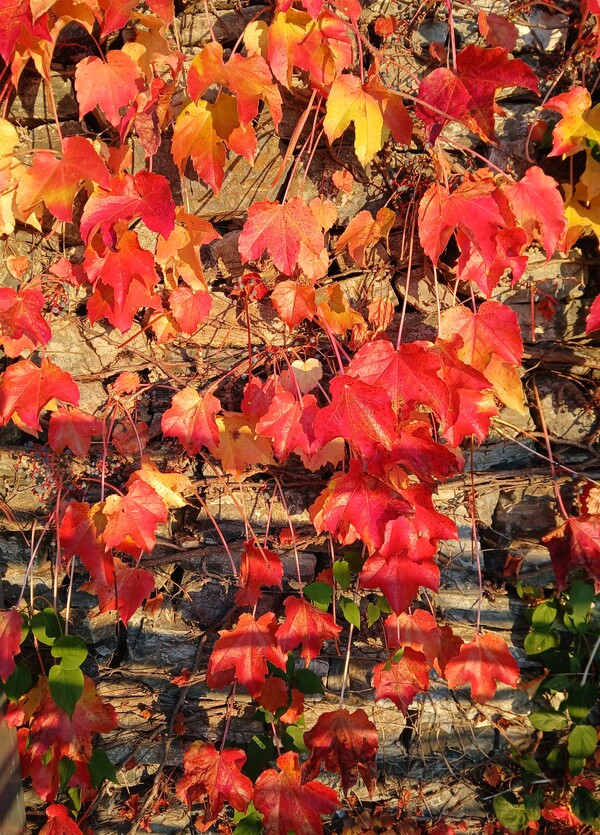 가을 편지가 붉은 이유는 @정하룡 作
