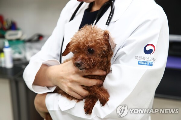 반려동물 고령화가 시장 확대를 이끄는 요인으로 지목된다. 농림축산식품부 조사에 따르면 2021년 기준 국내 반려견 가운데 9세 이상 노령견 비중은 40%를 웃도는 것으로 나타나 반려견 고령화 추세가 뚜렷하다. 이에 따라 관절·심장질환 등 만성질환 관리와 전반적인 건강 유지에 대한 보호자들의 관심이 커지면서 헬스케어 수요도 빠르게 늘고 있다. [사진=연합뉴스]