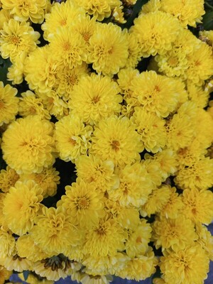 [정하룡의 뱅크버스터50] 모피아와 스테이블코인⑨ - 뉴스 썸네일 이미지